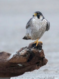 Peregrine - Slechtvalk - Falco peregrinus