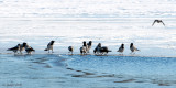 Hooded Crow - Bonte Kraai - Corvus cornix