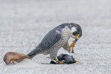 Peregrine - Slechtvalk - Falco peregrinus