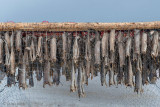 Stockfish - Stokvis