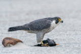 Peregrine - Slechtvalk - Falco peregrinus