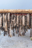 Stockfish - Stokvis