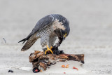 Peregrine - Slechtvalk - Falco peregrinus