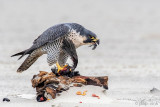 Peregrine - Slechtvalk - Falco peregrinus
