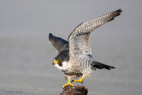 Peregrine - Slechtvalk - Falco peregrinus