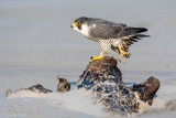 Peregrine - Slechtvalk - Falco peregrinus