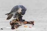 Peregrine - Slechtvalk - Falco peregrinus