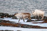 Reindeer - Rendier - Rangifer tarandus