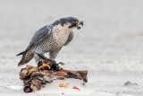 Peregrine - Slechtvalk - Falco peregrinus