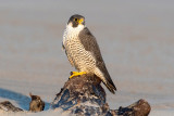 Peregrine - Slechtvalk - Falco peregrinus