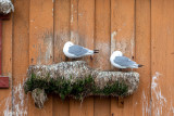 Black-legged Kittiwake - Drieteenmeeuw - Rissa tridactyla