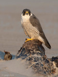 Peregrine - Slechtvalk - Falco peregrinus