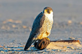 Peregrine - Slechtvalk - Falco peregrinus