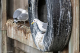 Black-legged Kittiwake - Drieteenmeeuw - Rissa tridactyla