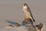 Peregrine - Slechtvalk - Falco peregrinus