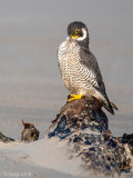 Peregrine - Slechtvalk - Falco peregrinus