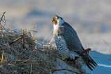 Peregrine - Slechtvalk - Falco peregrinus