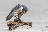 Peregrine - Slechtvalk - Falco peregrinus