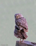 Little Owl - Steenuil - Athene noctua
