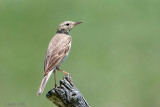 Tawny Pipit - Duinpieper - Anthus campestris