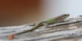 Andalusian Wall Lizzard - Moorse Muurhagedis - Podarcis vaucheri