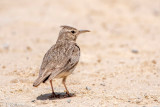 Crested Lark - Kuifleeuwerik - Galerida cristata