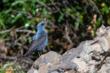 Blue Rock Thrush - Blauwe Rotslijster - Monticola solitarius