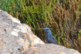 Blue Rock Thrush - Blauwe Rotslijster - Monticola solitarius