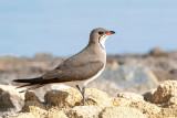 Collared Pratincole - Vorkstaartplevier - Glareola pratincola