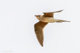 Collared Pratincole - Vorkstaartplevier - Glareola pratincola