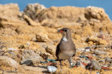 Collared Pratincole - Vorkstaartplevier - Glareola pratincola