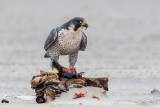 Peregrine - Slechtvalk - Falco peregrinus