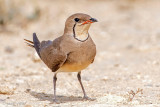 Collared Pratincole - Vorkstaartplevier - Glareola pratincola