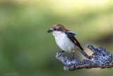 Woodchat Shrike - Roodkopklauwier - Lanius senator