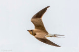 Collared Pratincole - Vorkstaartplevier - Glareola pratincola