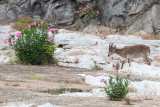 Iberian Ibex - Spaanse Steenbok - Capra pyrenaica hispanica