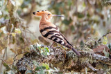 Eurasian Hoopoe - Hop - Upupa epops