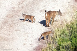 Iberian Lynx - Iberische Lynx - Lynx pardinus