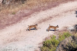 Iberian Lynx - Iberische Lynx - Lynx pardinus