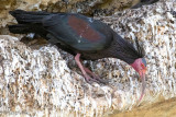 Northern Bald Ibis - Heremietibis - Geronticus eremita