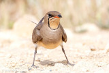 Collared Pratincole - Vorkstaartplevier - Glareola pratincola