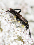 Tenthredinidae - Bladwesp - Macrophya montana