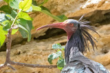 Northern Bald Ibis - Heremietibis - Geronticus eremita