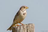 Corn Bunting - Grauwe Gors - Emberiza calandra