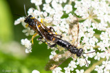 Tenthredinidae - Bladwesp - Macrophya montana