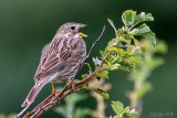 Corn Bunting - Grauwe Gors - Emberiza calandra