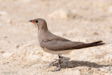 Collared Pratincole - Vorkstaartplevier - Glareola pratincola