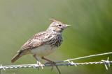 Theklas Lark - Theklas Leeuwerik - Galerida theklae