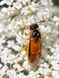 Rose Sawfly - Gele Rozebladwesp - Arge ochropus