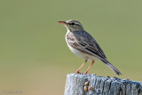 Tawny Pipit - Duinpieper - Anthus campestris